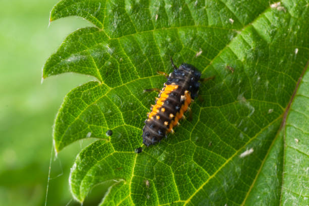 istock Macro Photo of Ladybug Larvae on Green Leaf Isolated on Backgrou 1400687675