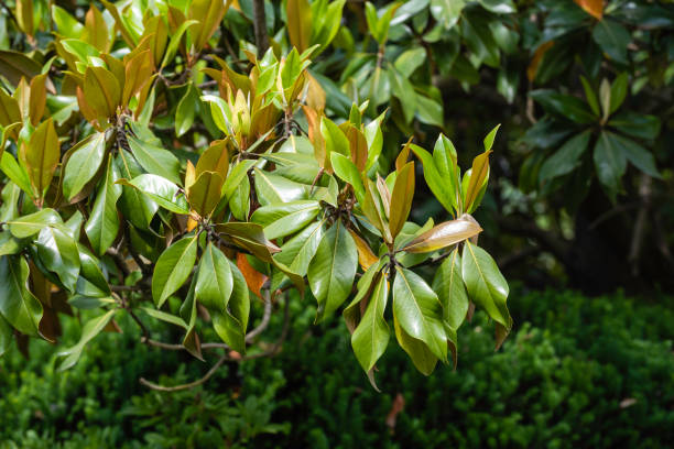 Magnolia grandiflora stock photo