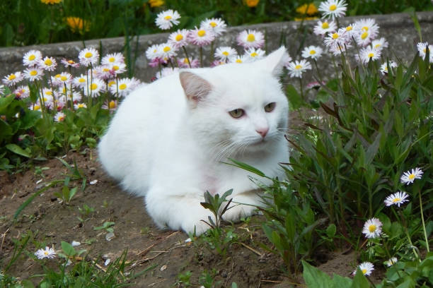 istock Sad white cat in the grass in nature. 1400688520
