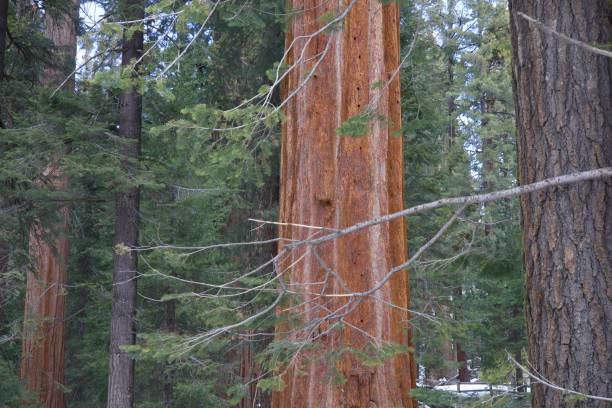 istock Sequoia Trees in Sequoia National Park 1400689032