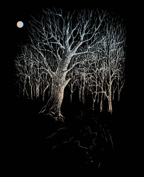 Vector illustration of Silver oak tree silhouettes in moonlight on a black background. Vector traced vintage ink and pen sketch drawing