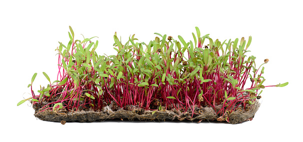Red beetroot, fresh sprouts and young leaves front view on a white background. Vegetable, herbal and microgreen.