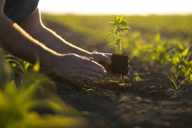 istock People hoeing the soil, hands planting green seedling 1400690103