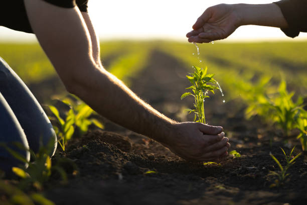 istock People hoeing the soil, hands planting green seedling 1400690249