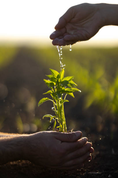 istock People hoeing the soil, hands planting green seedling 1400690255