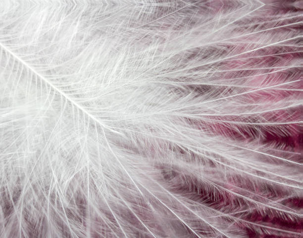 Close-up of the Disorganized Feather Barbs This is an extreme close-up of the end of a white feather showing the barbs randomly flowing across a red velvet background. barb feather part stock pictures, royalty-free photos & images