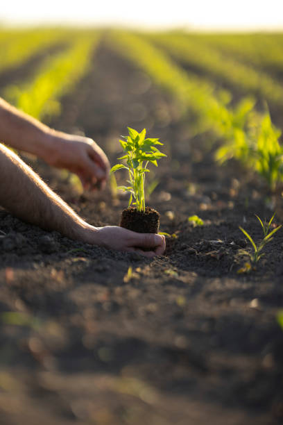 istock People hoeing the soil, hands planting green seedling 1400690964