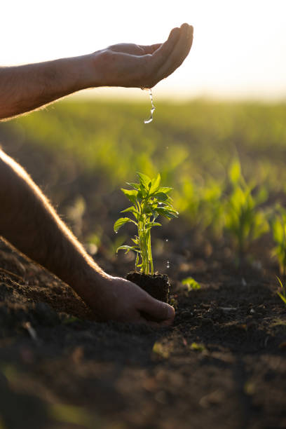 istock People hoeing the soil, hands planting green seedling 1400691000
