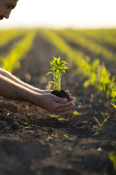 istock People hoeing the soil, hands planting green seedling 1400691028