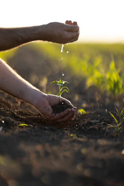 istock People hoeing the soil, hands planting green seedling 1400691072