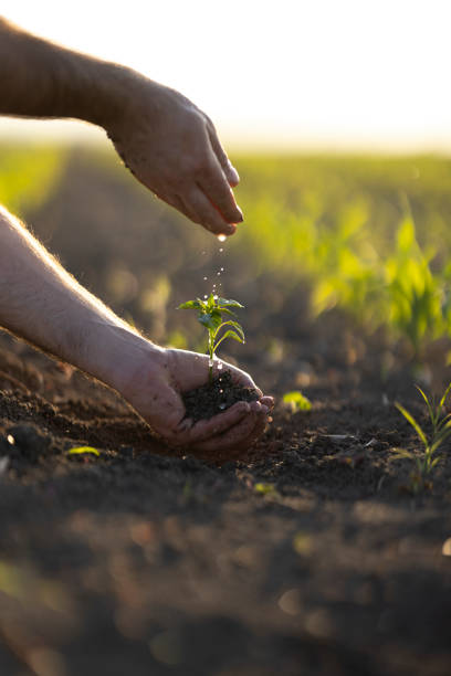 istock People hoeing the soil, hands planting green seedling 1400691145