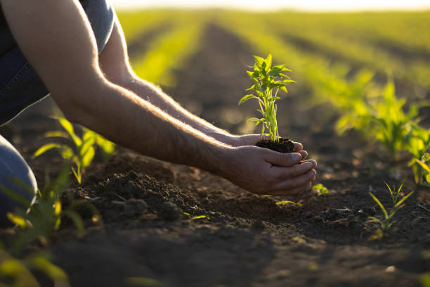 istock People hoeing the soil, hands planting green seedling 1400691150