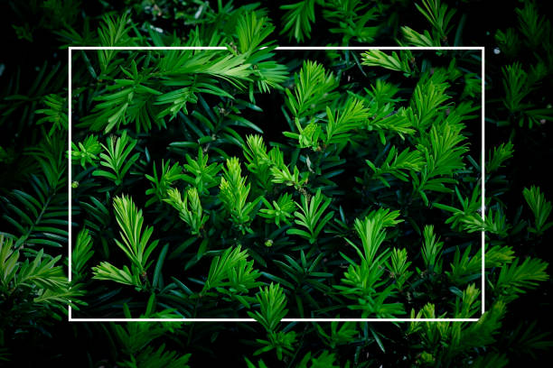 istock Greenery in the park, background with leaves 1400691182