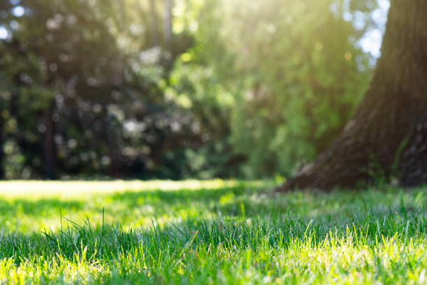 istock Green grass on the meadow, background 1400691219