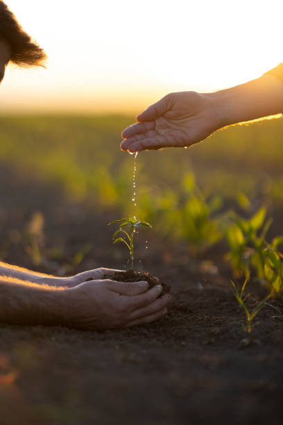 istock People hoeing the soil, hands planting green seedling 1400691271