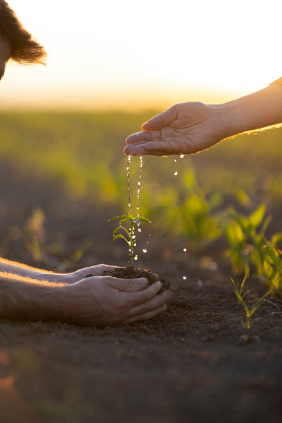 istock People hoeing the soil, hands planting green seedling 1400691310