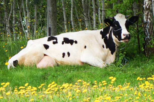 Black and white cow, with a large udder, lies on the green grass stock photo