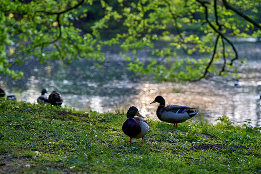 Ducks on grass in Provincial Domain Rivierenhof Park - Antwerp Belgium