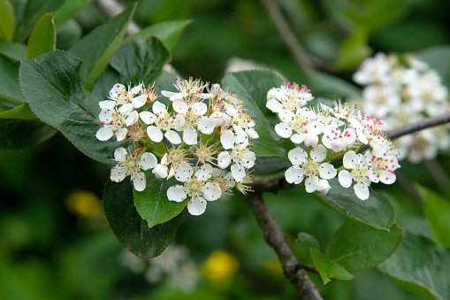 Close-up of white rowan inflorescences on a blurry green background