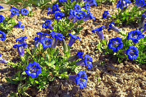 Many stemless gentian flowers (Gentiana acaulis), Trumpet gentian, Der Kochsche Enzian oder Kochs Enzian, Kohova siristara ili Encijan in a stone garden.