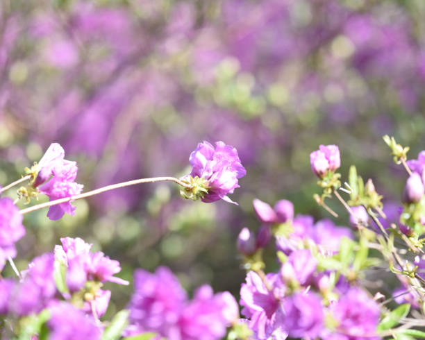 istock Flowers, flowers, and more flowers 1400694492