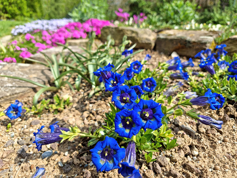 It is a nemophila flower in the flower field with a beautiful blue flower.