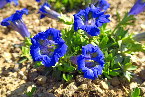 A bee flies near a beautiful blue flower. CREATIVE. A flower with blue petals in a meadow. Insects are on the flower. The wind blows a flower growing in a clearing.