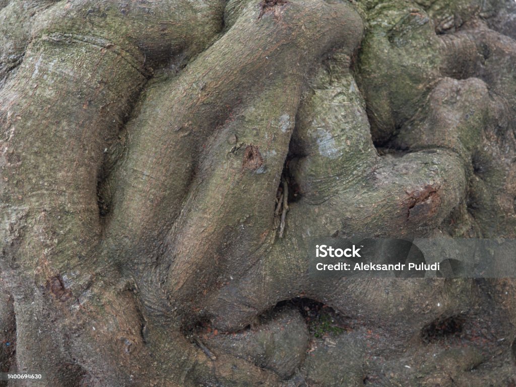 Humpy Bark Bumpy Tree Bark Bark Structure Tree Trunk Closeup Bark Of Tree Stock ...