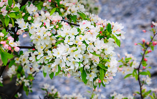 A branch of an apple tree is abundant with blossoms promising a robust harvest in the fall.