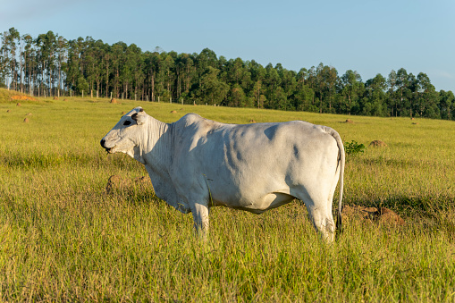 Nelore cattle in green pasture