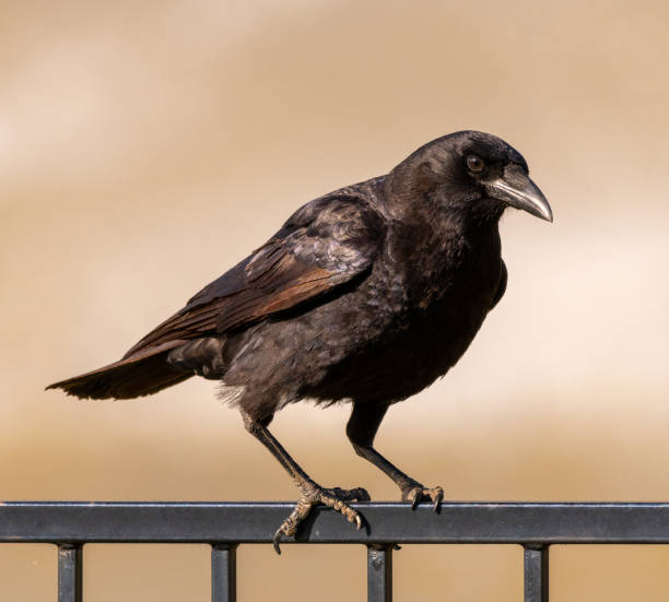 istock Crow sitting on iron fence 1400698215