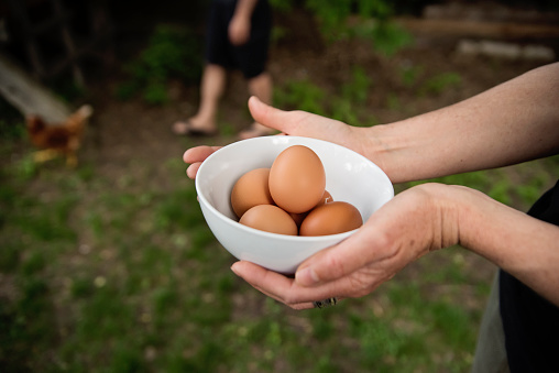 Mature woman's hands holding a bowl of fresh eggs outdoors. Chicken in the background. Selective focus on eggs. Horizontal close-up outdoors shot with copy space.