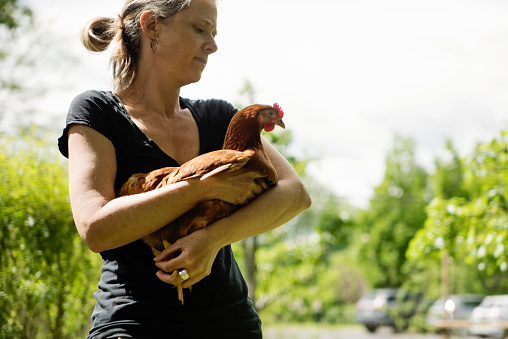 Mature woman holding a chicken out of the coop in suburban backyard. Horizontal waist up view outdoors in spring. Copy space.
