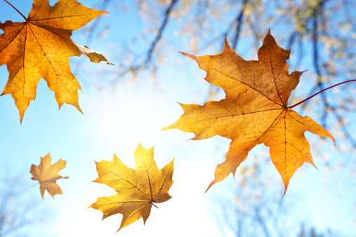 Fall leaves against the blue sky and sun,selective focus