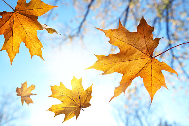 Falling golden autumn leaves on a sunny day stock photo
