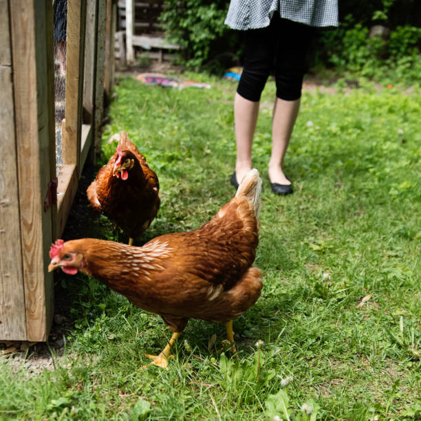 istock Loose chickens in suburban backyard in springtime. 1400700721