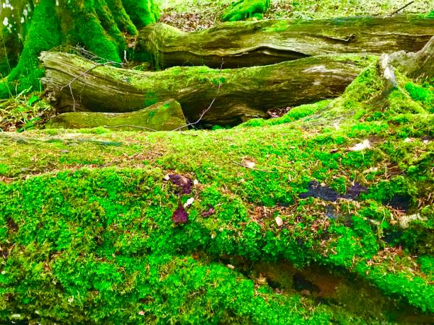 istock Yorkshire Dales National Park 1400700740
