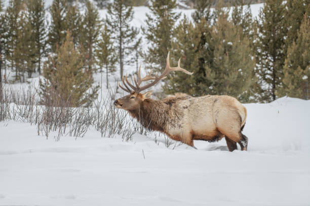 istock Huge Bull Elk grazing on sticks in deep snow 1400700781