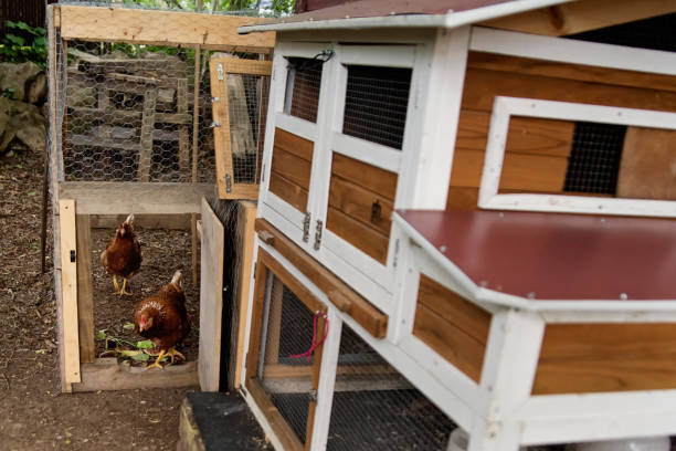 istock Chicken coop in suburban backyard. 1400700870