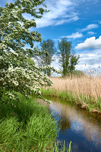 Natural marshland in Spring. Fresh grass and hawthorn bush in bloom by a stream, rivulet of running water. Outskirts of North Berlin in Germany.