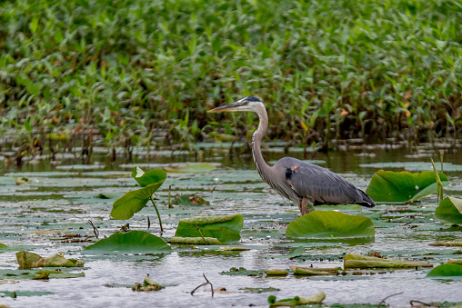 The great blue heron is a large wading bird in the heron family, common near the shores of open water and in wetlands over most of North America and Central America