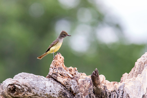 The great crested flycatcher is a large insect-eating bird of the tyrant flycatcher family.
