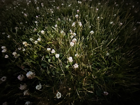 White Clover with a heavy Vignette