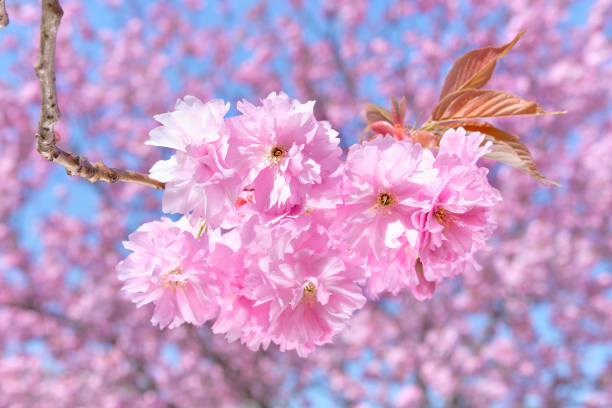 rosa sakura, kirschblüte. nahaufnahme von zweigen mit blumen an hellen tagen mit blauem himmel dahinter. - teltow stock-fotos und bilder