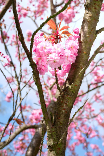 rosa sakura, kirschblüte. nahaufnahme eines baumstamms mit blumen mit blauem himmel dahinter. - teltow stock-fotos und bilder