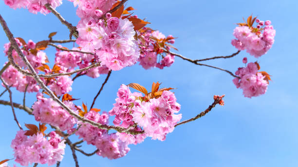 rosa sakura, kirschblüten-panoramabanner. nahaufnahme von zweigen mit blumen mit blauem himmel - teltow stock-fotos und bilder