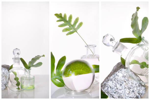 Natural Green laboratory. Abstract floral arrangement. Grey granite podium, space for your product. Reflections of leaves distorted in water. Exotic fern green leaves in transparent glass jars, tubes.