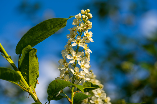 bird cherry blossoms