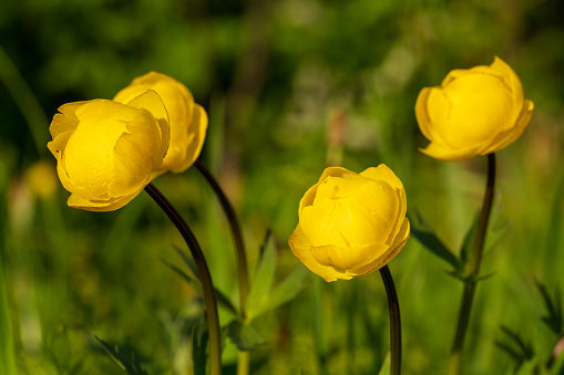 Orange lily flowers