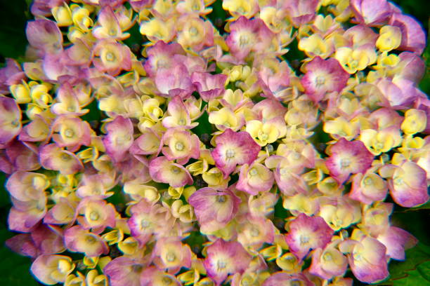 Tokyo,Japan - June 3, 2022: kaleidoscopic view of Hydrangea flowers